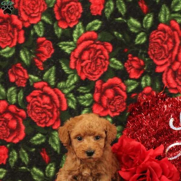 Sebastion, Miniature Poodle Puppy